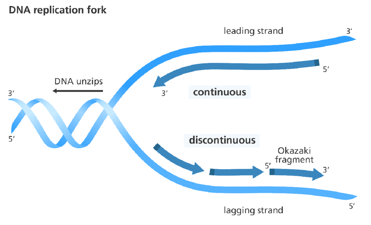 Labeled DNA Replication Diagram.png